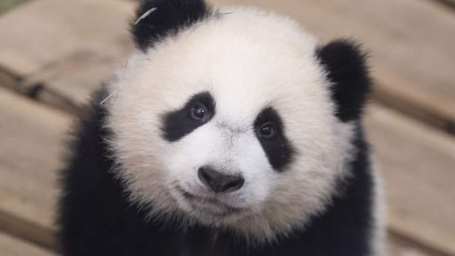 Reuzenpanda geen bedreigde diersoort meer: 'Gered omdat hij schattig is'