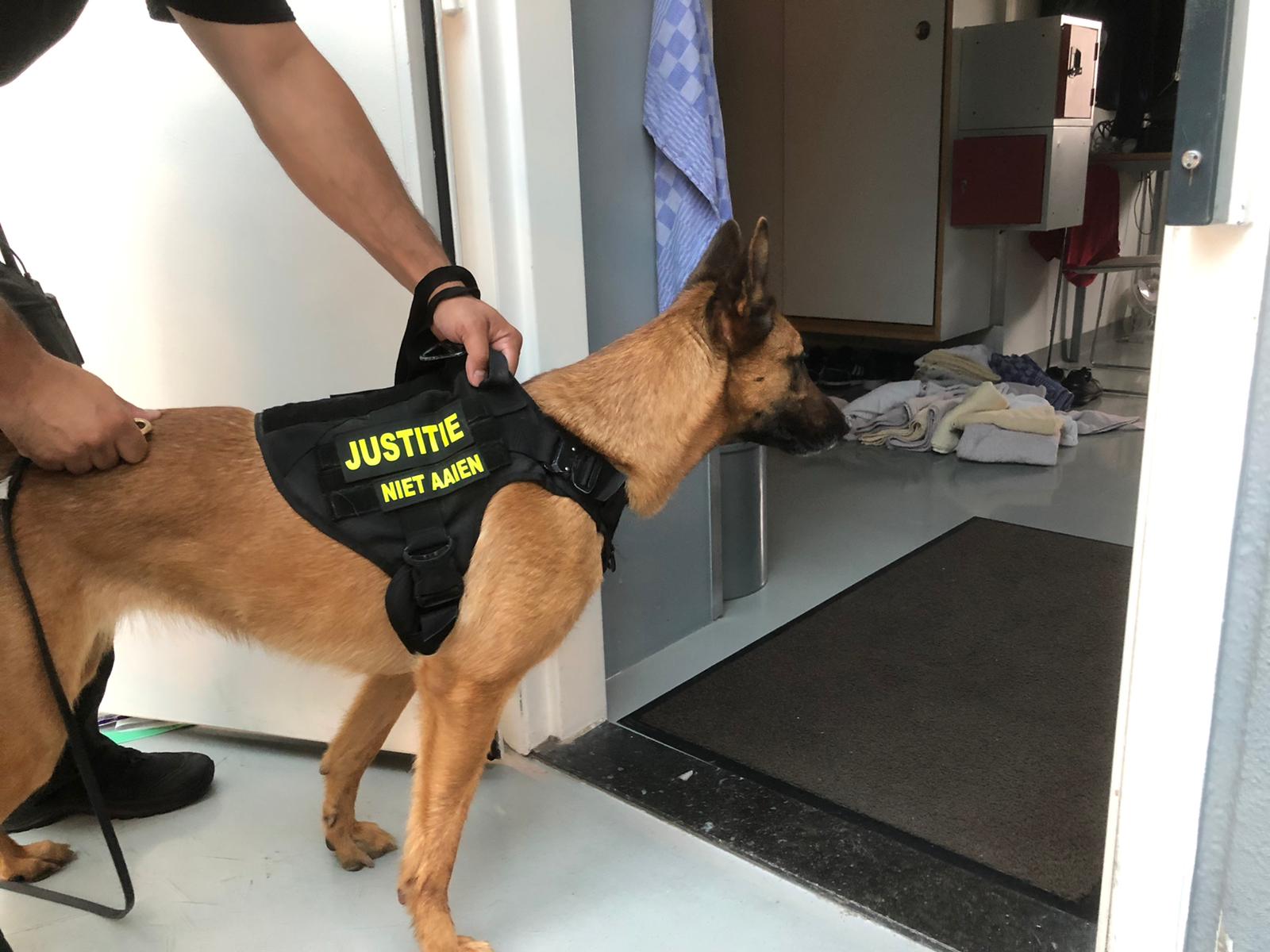 Honden kunnen onderdelen in de telefoons ruiken