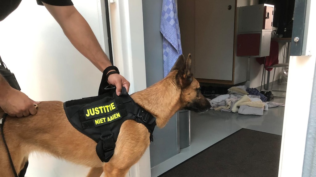 Honden kunnen onderdelen in de telefoons ruiken