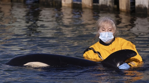 Vergeefse zoektocht naar moeder van gestrande baby-orka, diertje overlijdt na 12 dagen