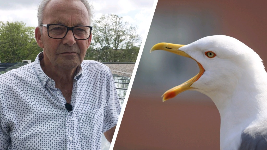 Schreeuwende meeuwen op je dak: 'Ik slaap al maanden slecht'