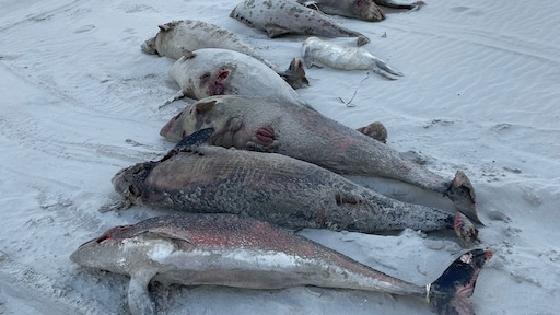 Tientallen dode bruinvissen aangespoeld op Waddeneilanden: 'Ongekend'