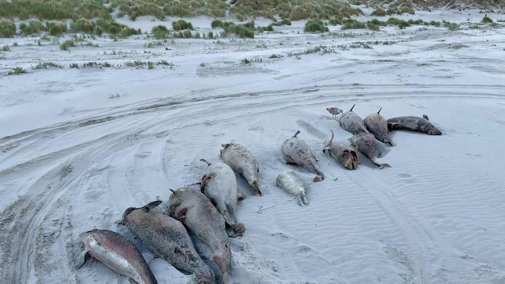 Aangespoelde bruinvissen Wadden hadden gevaarlijke bacterie