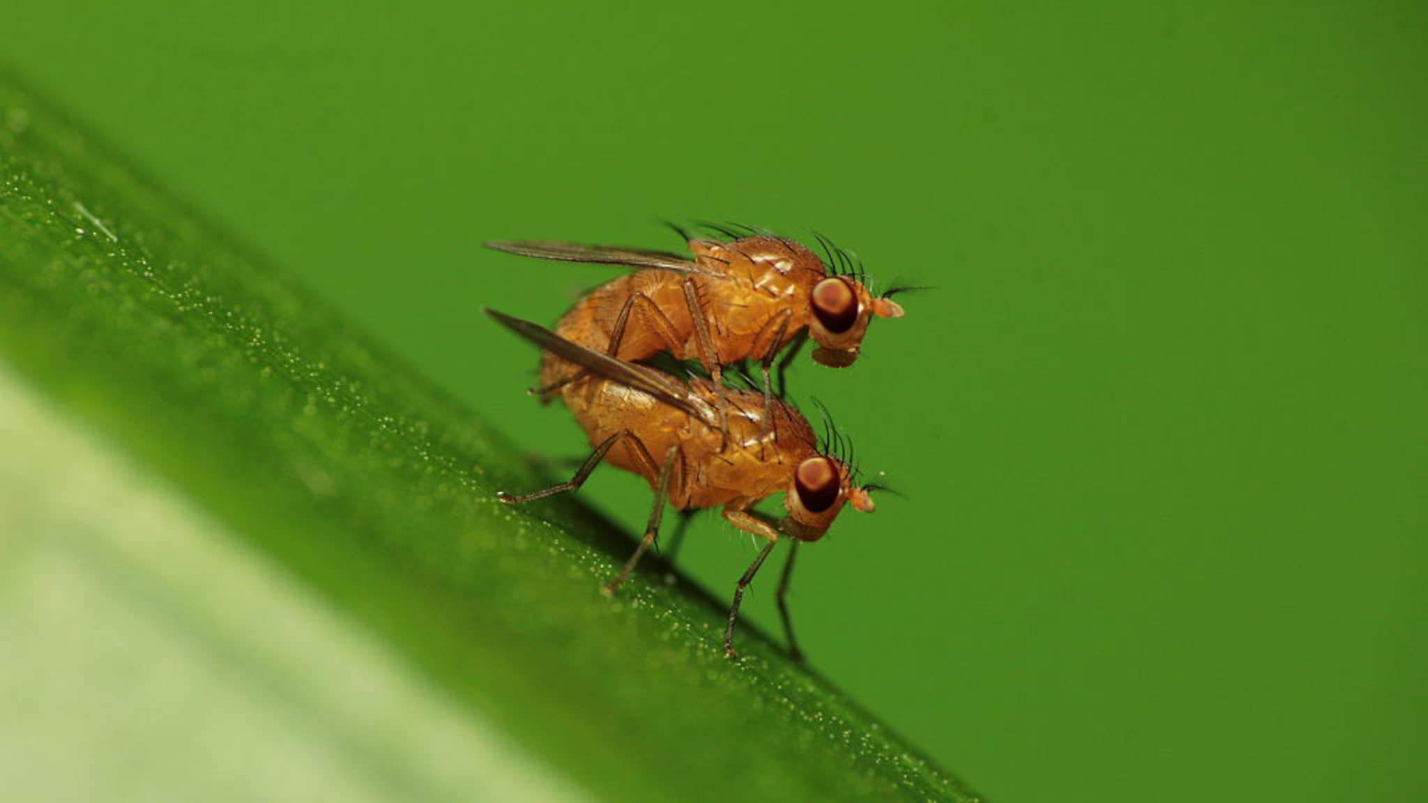 prikken fruitvliegjes