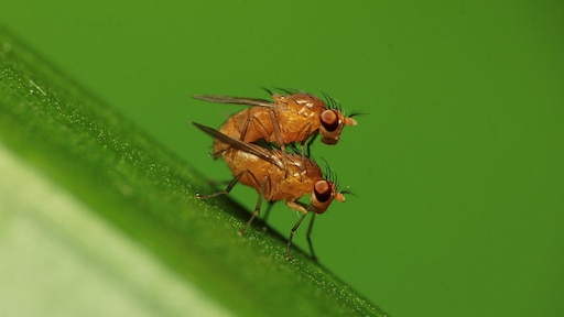 Ergernis over zwermen fruitvliegjes: maar wist je dat je ze gewoon opeet?