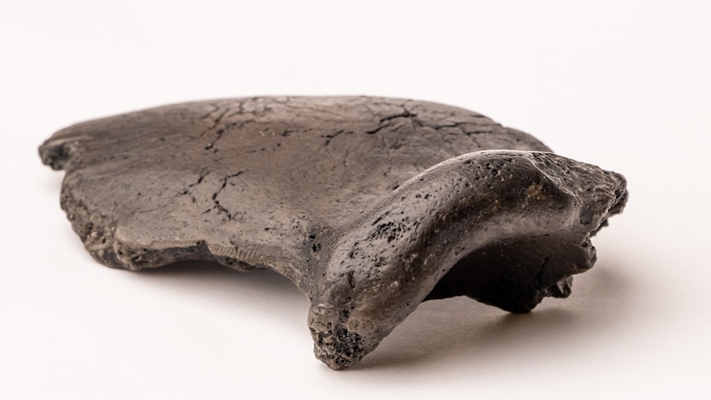 Het schedelfragment dat in 2009 werd gepresenteerd.