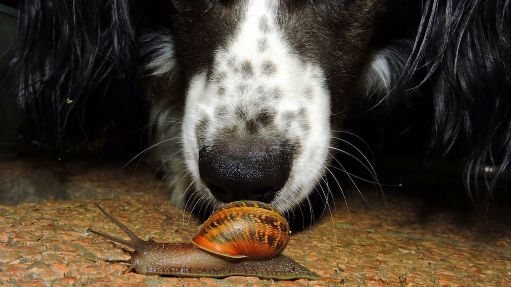 Hondenbescherming waarschuwt: infectie via slak kan honden fataal worden