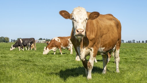 ’Wie heeft de meeste koeien?’ wordt ‘Wie heeft de meeste natuur?’