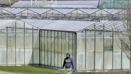 Dure bloemen en minder tomaten door energiecrisis in glastuinbouw
