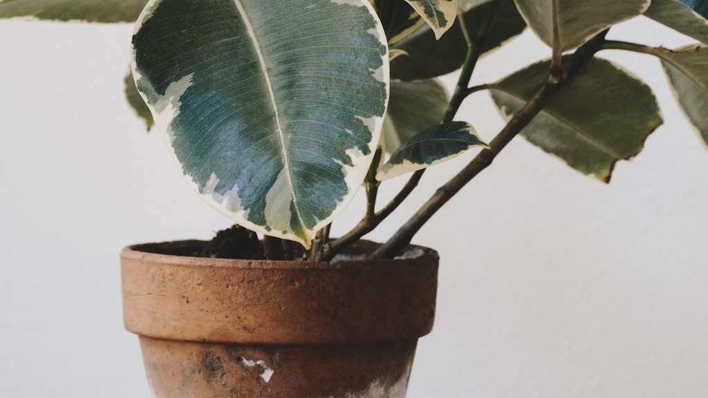 Voorkom schimmel op de potgrond van je kamerplant