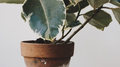 Voorkom schimmel op de potgrond van je kamerplant
