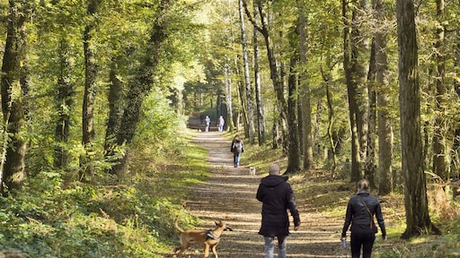 Nog lang niet genoeg bomen: de Nederlandse Bossenstrategie stokt