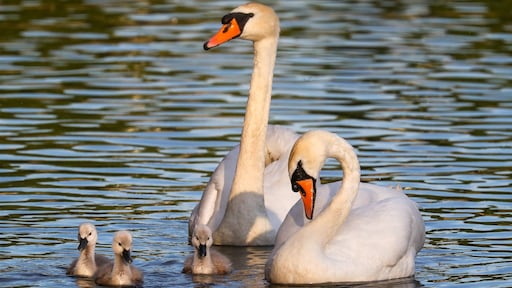 Vogelgriep is een blijvertje geworden en dat is zorgelijk: 'Virus heeft zich aangepast'