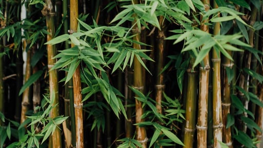 Bamboe in bedwang houden: zo zorg je ervoor dat ‘ie niet gaat woekeren