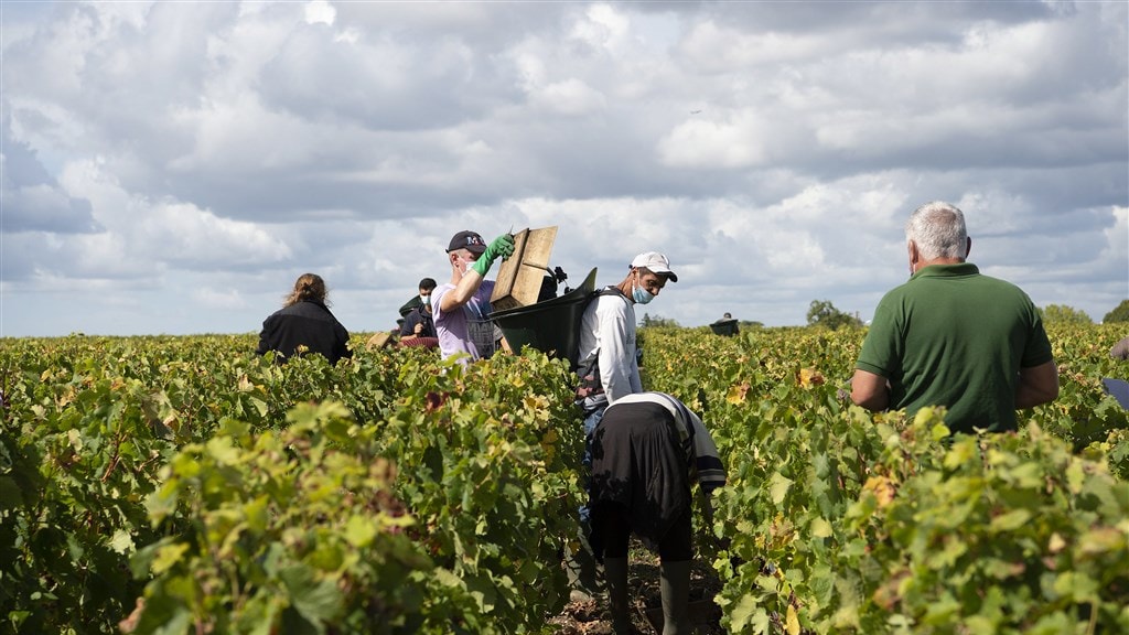 Slecht weer bezorgt Nederlandse wijnboeren kater