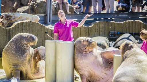 Rechter houdt verhuizing dieren Dolfinarium naar China tegen