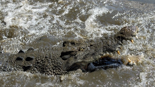 Australiër weet krokodil af te schrikken met zakmes