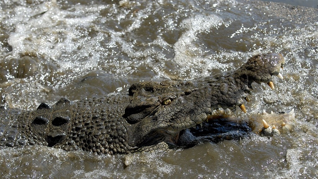 Australiër weet krokodil af te schrikken met zakmes