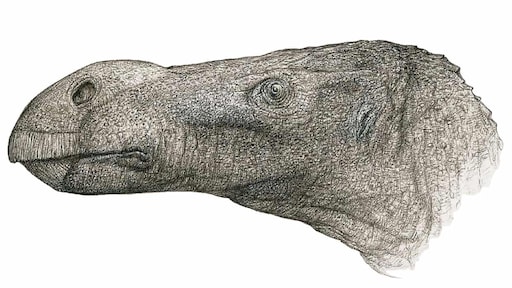 Nieuwe dinosaurussoort ontdekt met enorm grote neus