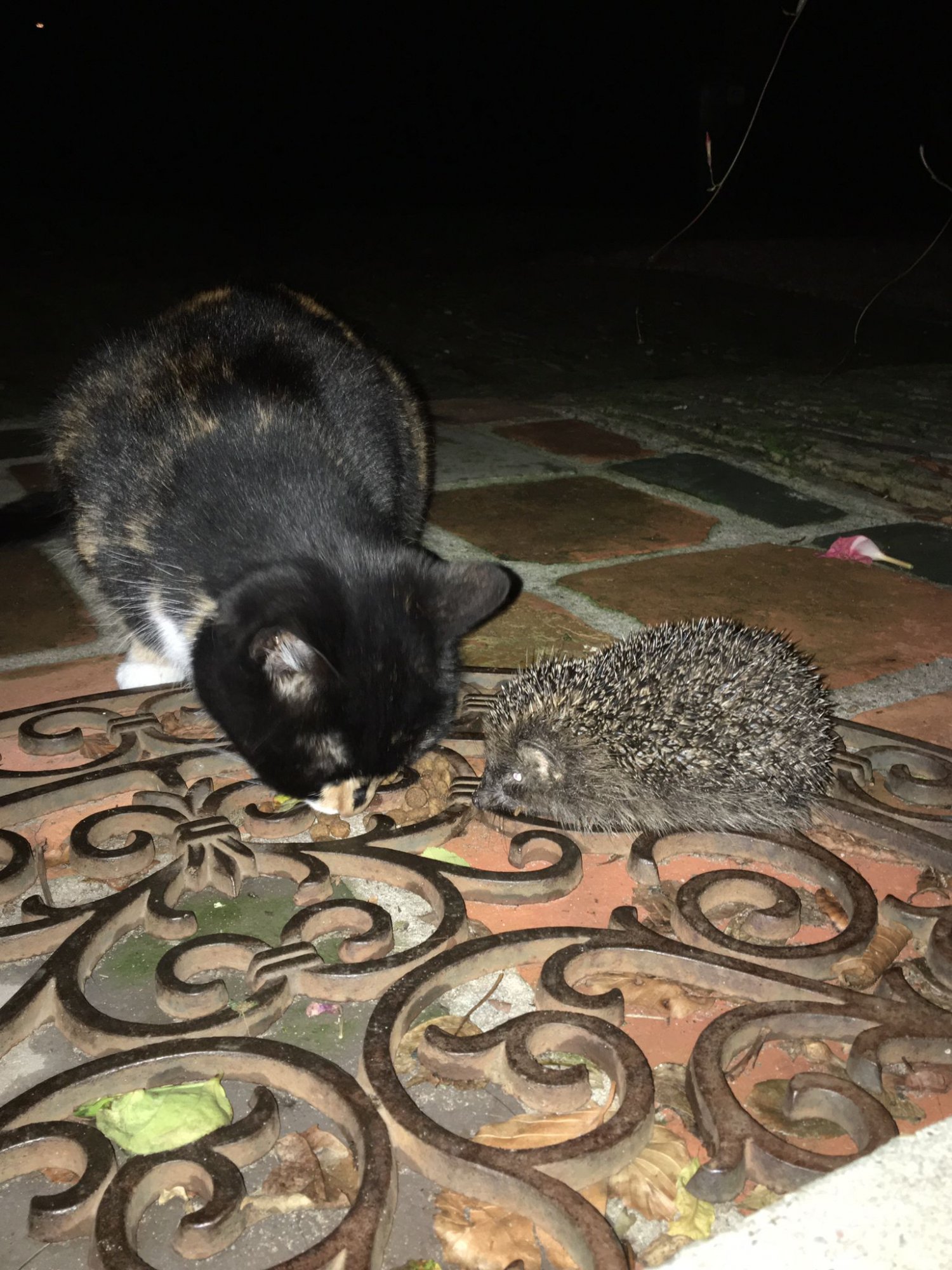 Een poes en een egel eten samen van het kattenvoer