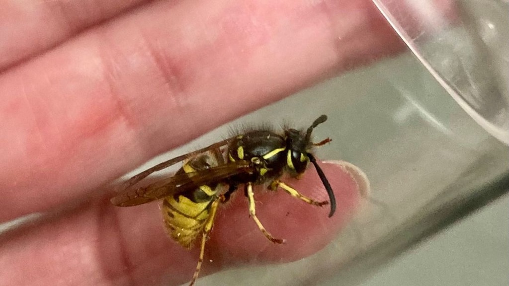 "Jarenlang leefde ik binnen uit angst voor die kleine beestjes."