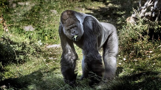 Corona in Blijdorp: besmette leeuwen en gorilla's 'zijn hangerig'