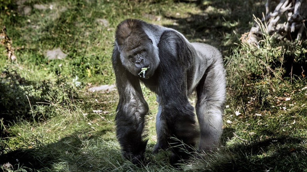 Corona in Blijdorp: besmette leeuwen en gorilla's 'zijn hangerig'