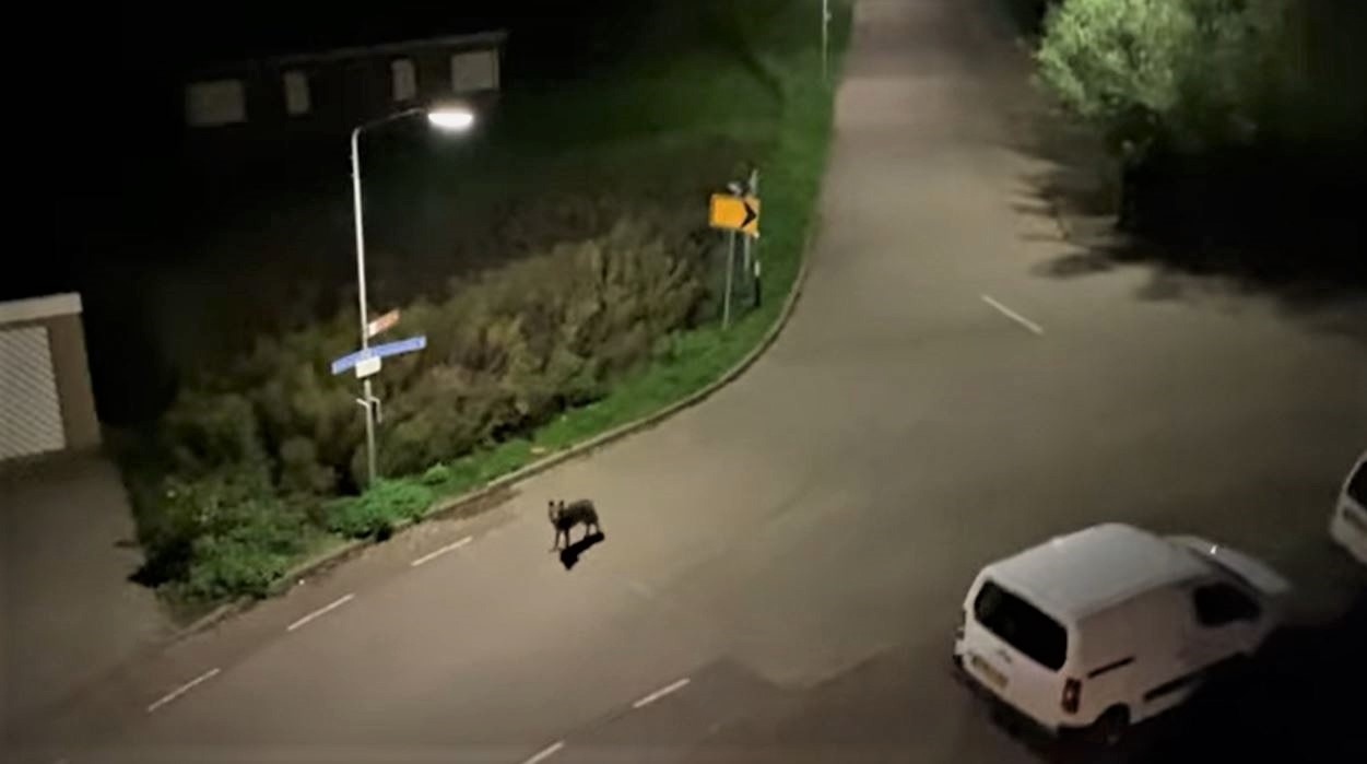 Janet filmde wolf in Brabantse woonwijk: 'Bijzonder moment'