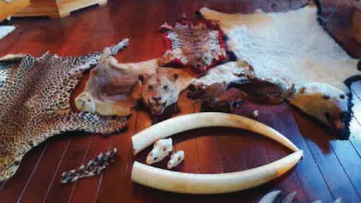 Huis in Helmond vol met opgezette dieren, van luipaard tot ijsbeerkop