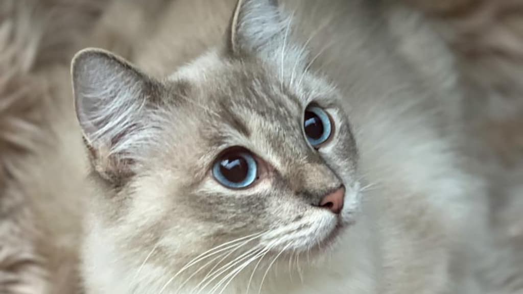 Poes Fay stierf door dennennaalden: 'Pas op met de kerstboom'