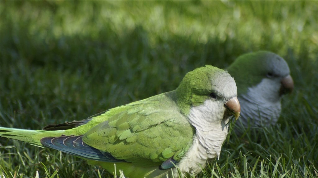 Madrid wil af van exotische parkiet: gemaskerde mannen schieten ze uit bomen