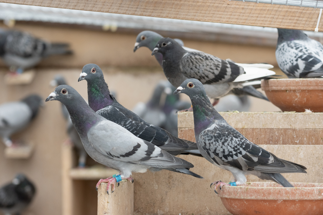 Zo'n 100 postduiven ter waarde van tonnen gestolen in Friesland