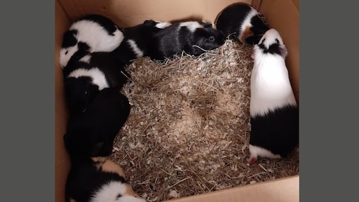 35 verwaarloosde cavia's in beslag genomen: 'Bijna allemaal zwanger'