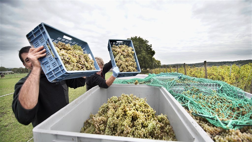 In 2022 is je wijn duurder en deze komt vaker uit 'nieuwe wijnlanden'