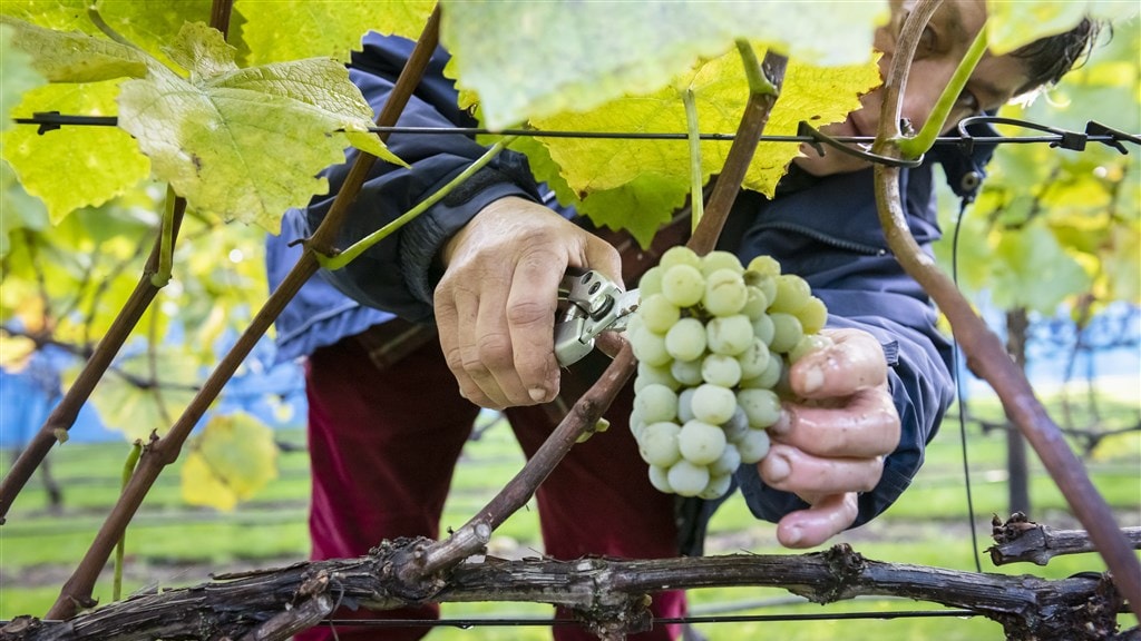 Over een paar maanden wordt er al weer geoogst in landen als Chili, Zuid-Afrika en Australië.
