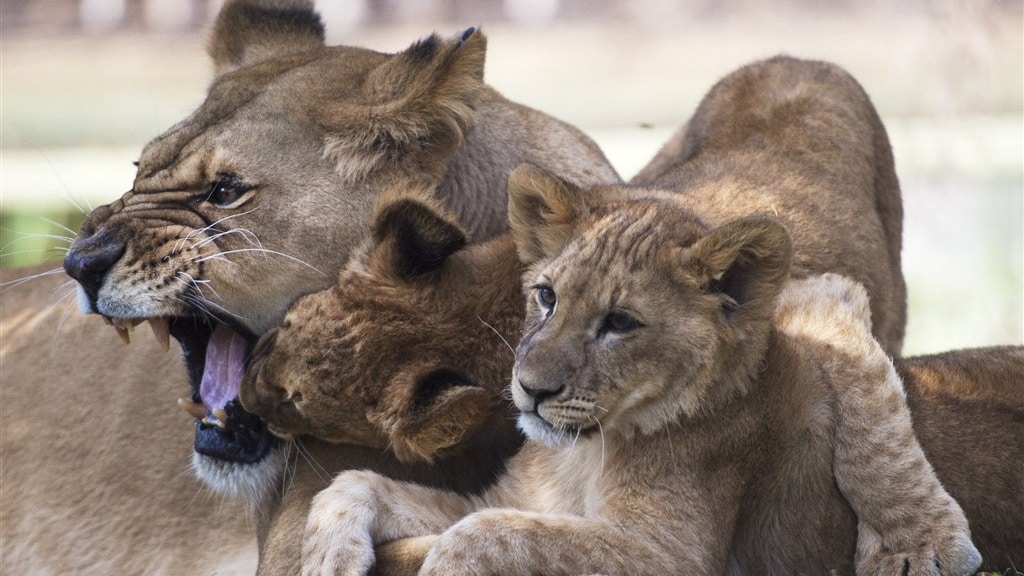 Dierentuin Chili vaccineert leeuwen en tijgers tegen coronavirus