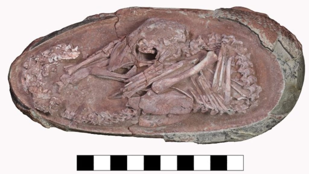 Wetenschappers opgetogen over vondst perfect bewaarde dinosaurusembryo