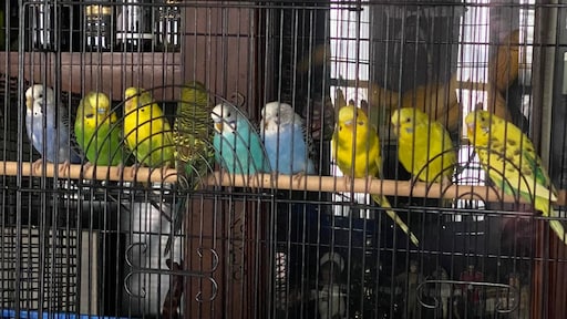 Amerikaans dierenasiel krijgt in één keer 800 parkieten: 'In shock'