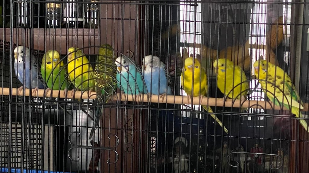 Amerikaans dierenasiel krijgt in één keer 800 parkieten: 'In shock'