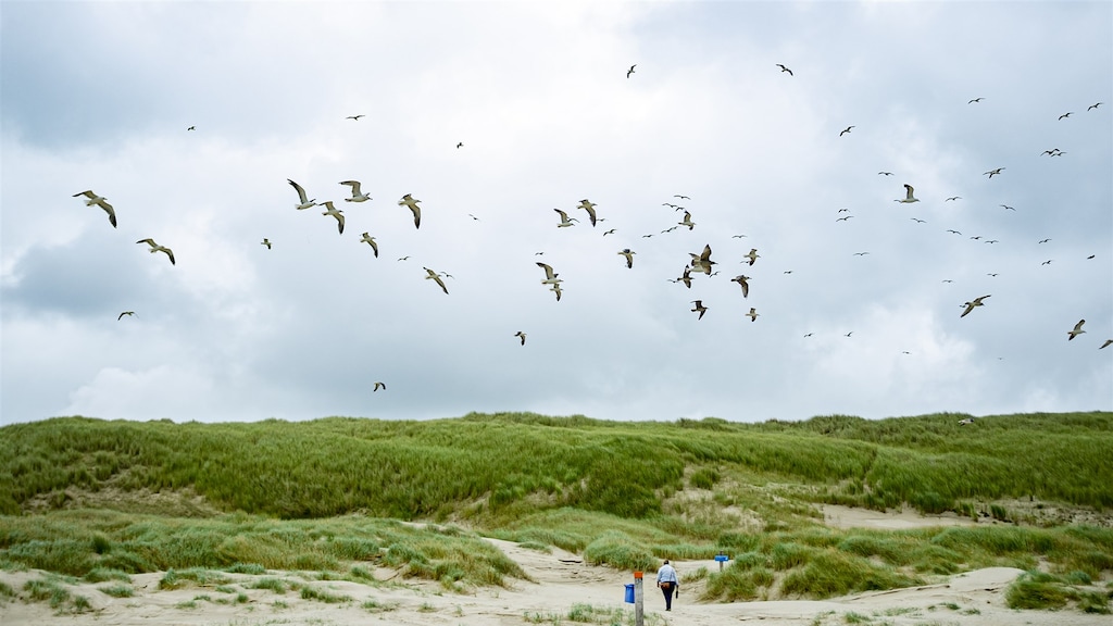 Duits onderzoek: Europa kampt met ergste uitbraak vogelgriep ooit