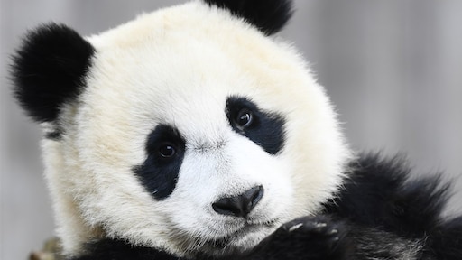 Jonge reuzenpanda Fan Xing gaat naar China verhuizen