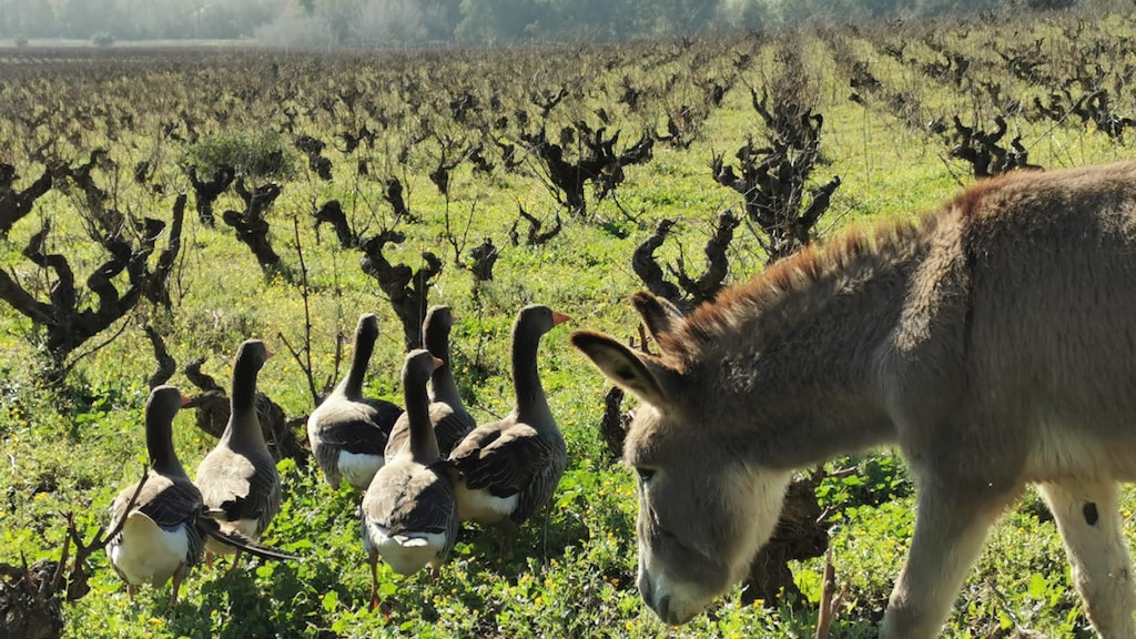Ganzen en ezels aan het werk in een Spaanse wijngaard.