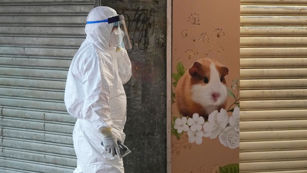 Alle knaagdieren in de dierenwinkel worden geruimd.