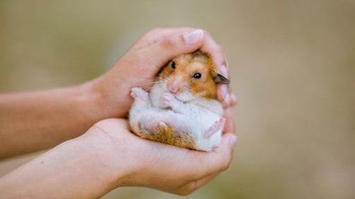 Hongkong op zoek naar Nederlandse hamsters na corona-uitbraak dierenwinkel