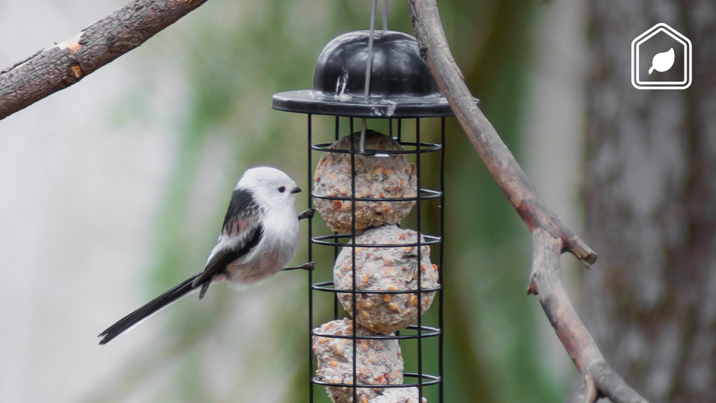 Zo kun je vogels het beste bijvoeren, zelfs met restjes uit de keuken