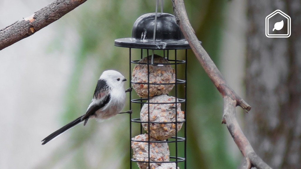 Zo kun je vogels het beste bijvoeren, zelfs met restjes uit de keuken