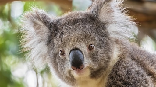 Koala's aangemerkt als bedreigde diersoort in Australië