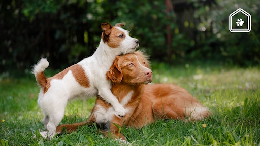 Wel of geen tweede hond? Dit zijn de voor- en nadelen op een rij