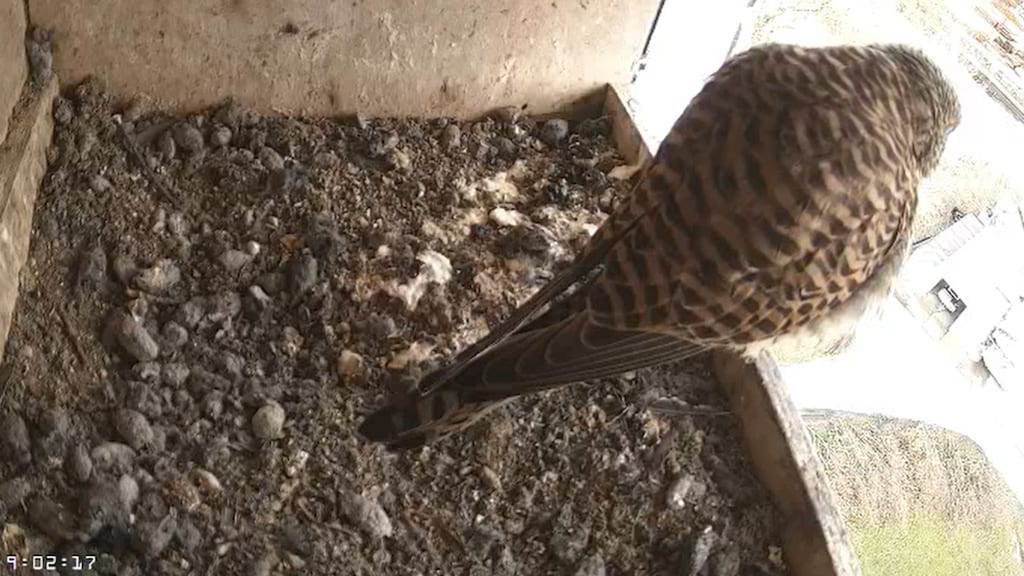 Lekker meekijken: camera’s Beleef de Lente staan weer aan