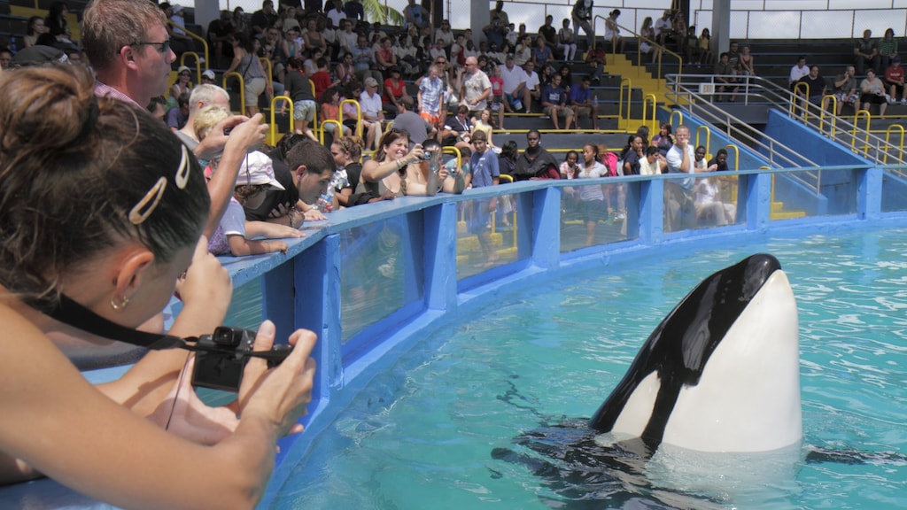 Orka Lolita hoeft niet meer op te treden in omstreden dolfijnenshow